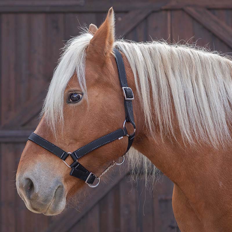 Cavezza per Cavalli da Tiro in Nylon NORTON