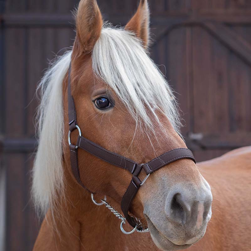 Cavezza per Cavalli da Tiro in Nylon NORTON - 0298