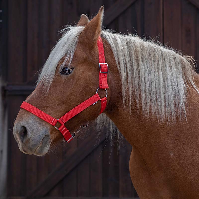 Cavezza per Cavalli da Tiro in Nylon NORTON - 0298