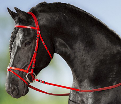 Cwell Equine Briglia In Pelle Senza Morso Con Redini Impugnate, Full, Marrone - 2