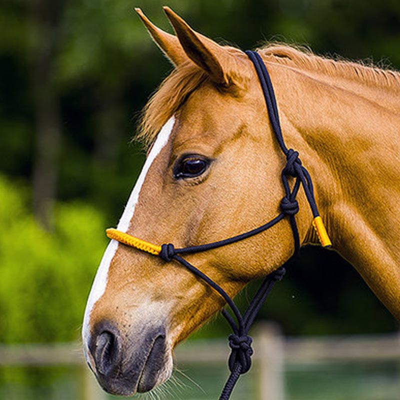 CAVEZZA IN CORDA CON NODI E LUNGHINA COLOR HORSEMANSHIP