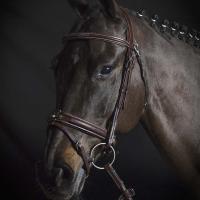 BRIGLIA INGLESE BOMBATA EQUILINE PREMIUM LINE COMPLETA DI REDINI