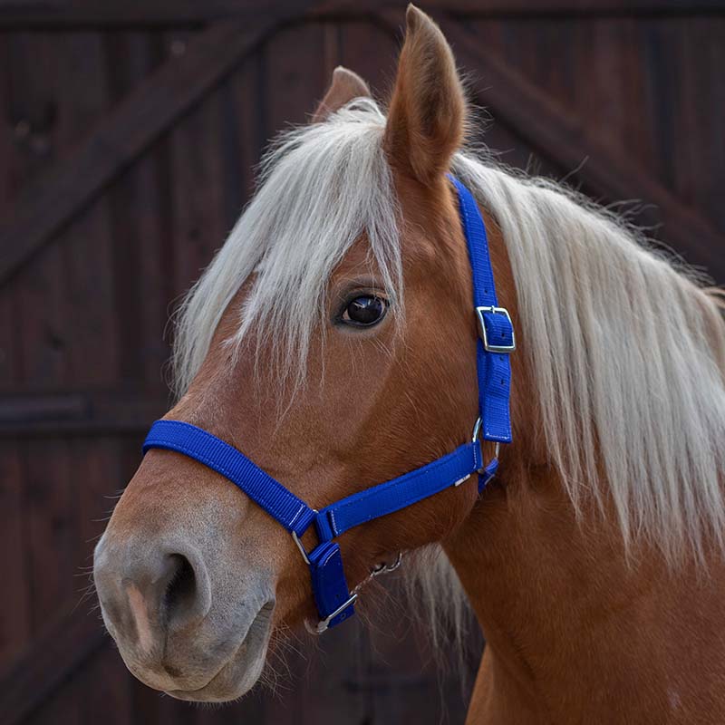 Cavezza per Cavalli da Tiro in Nylon NORTON - 0298